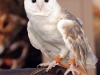 twilight_the_owl