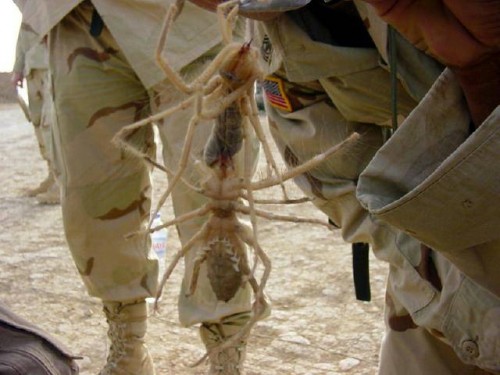 large-camel-spider